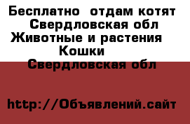 Бесплатно, отдам котят - Свердловская обл. Животные и растения » Кошки   . Свердловская обл.